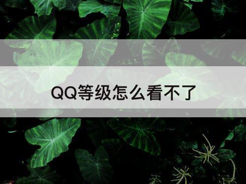 QQ等级怎么看不了
