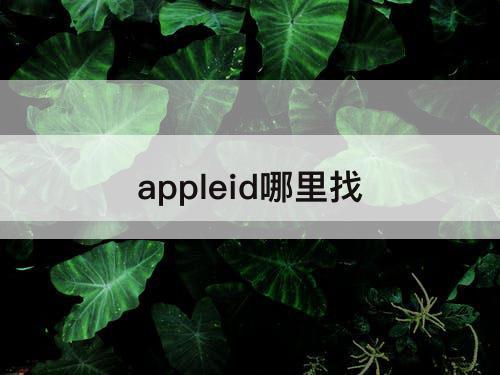 appleid哪里找